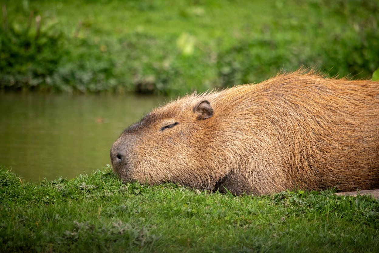 カピバラのふろぐ